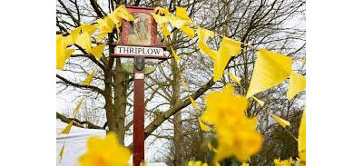 Thriplow-Daffodils